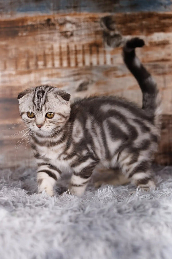 Quartz | scottish fold kitten