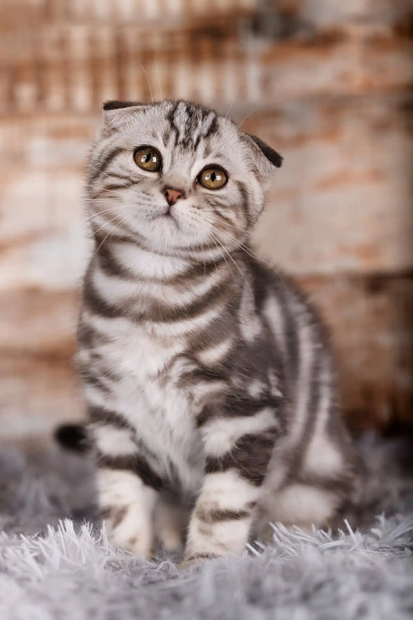 Quartz | scottish fold kitten