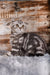 Quartz | scottish fold kitten
