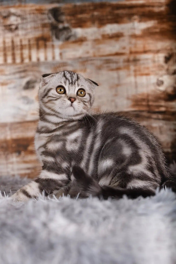 Quartz | scottish fold kitten