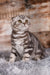 Quartz | scottish fold kitten