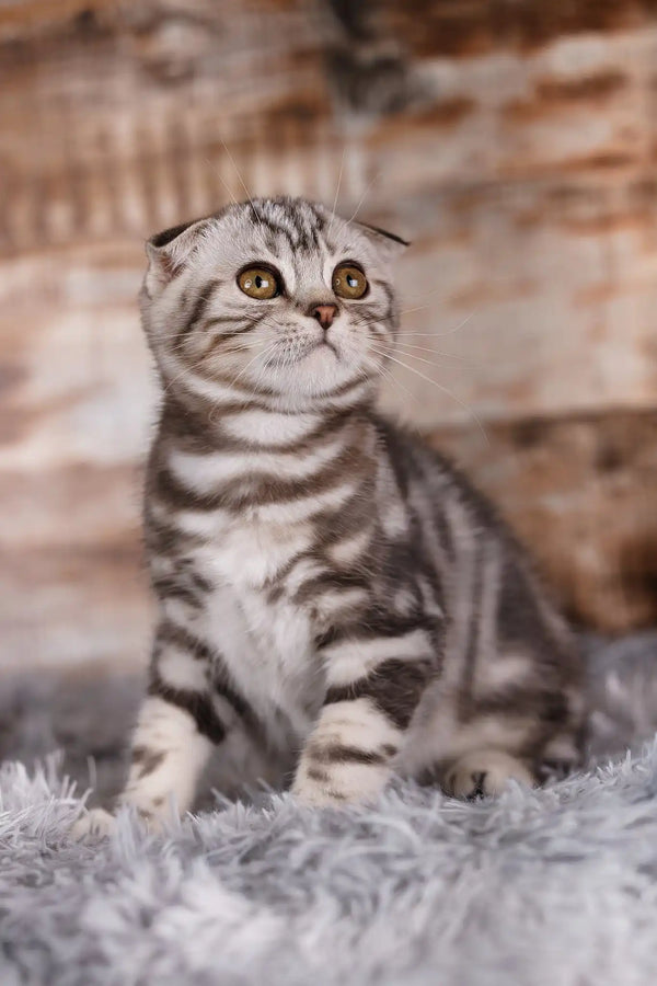 Quartz | scottish fold kitten
