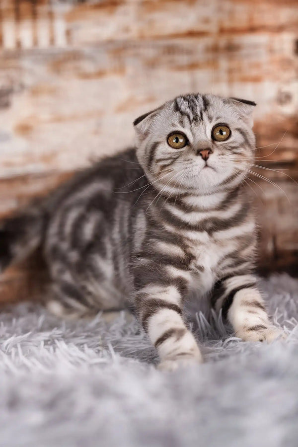 Quartz | scottish fold kitten