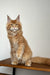 Long-haired ginger Maine Coon kitten with pointed ears sitting upright