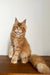 Long-haired orange tabby Coon Kitten named Quasar sitting proudly with a fluffy tail