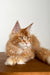 Long-haired ginger Maine Coon kitten with alert expression and cute ear tufts