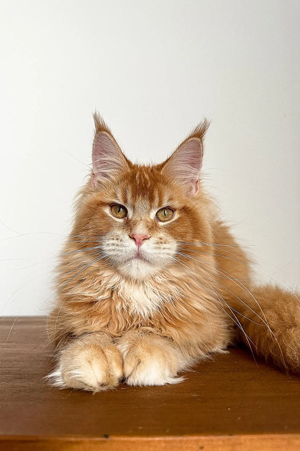 Maine Coon cat with long orange fur and ear tufts in Quasar Maine Coon Kitten product