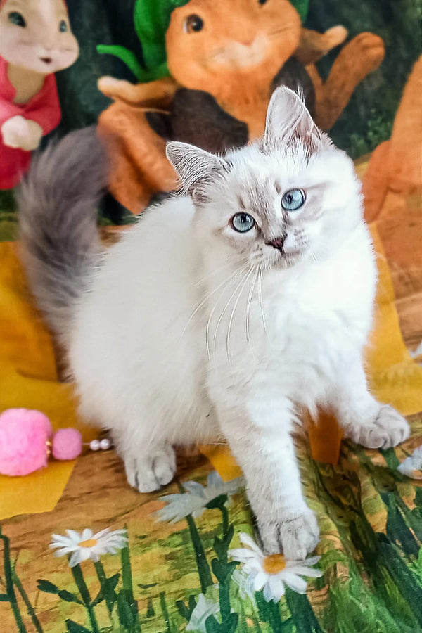 Beautiful white Ragdoll cat with blue eyes and fluffy fur for Que Siberian Kitten