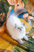 Fluffy white Persian cat with striking blue eyes perfect for the Que Siberian Kitten