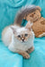 Ragdoll kitten with blue eyes snuggles next to a teddy bear in Que Siberian Kitten