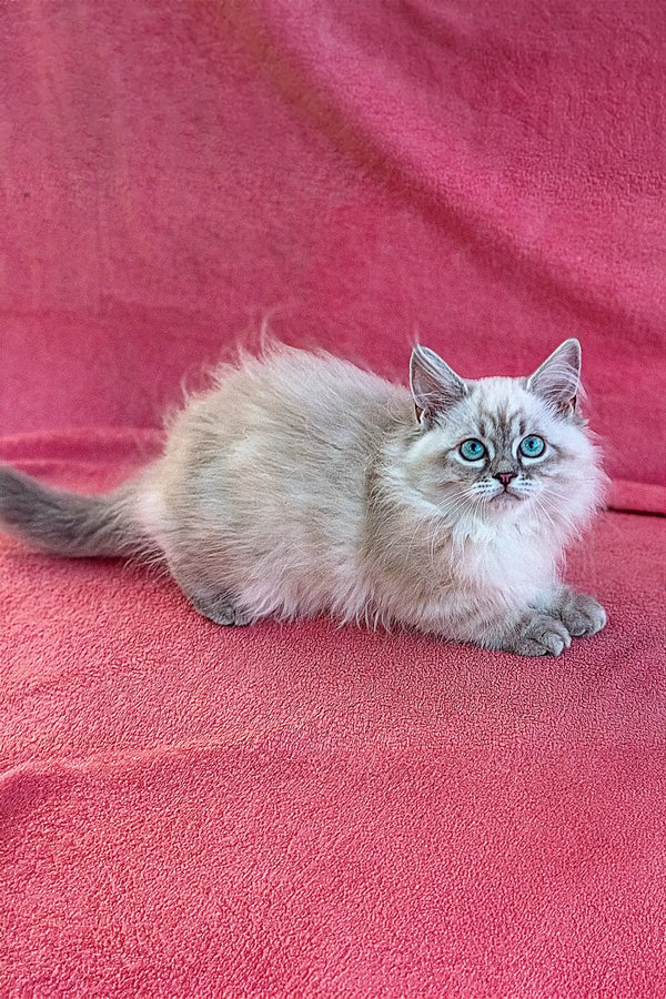 Fluffy Siberian kitten with blue eyes lounging on a cute pink surface