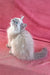 Fluffy gray Siberian kitten with blue eyes gazing upward in curiosity