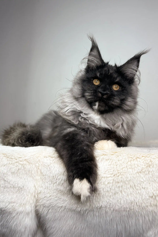 Majestic black and white Maine Coon cat with golden eyes lounging as Queen of Hearts