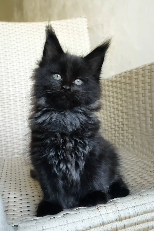 Queen | maine coon kitten