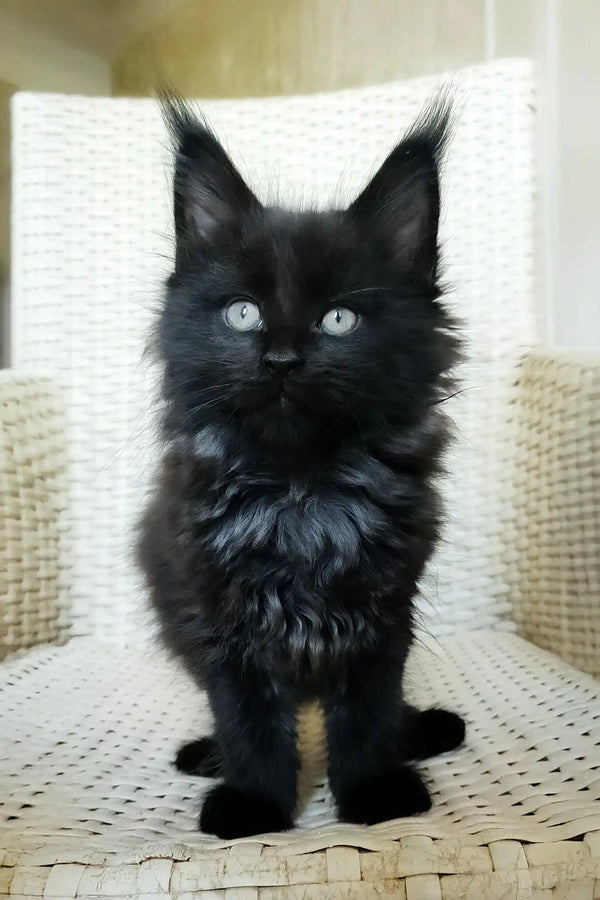 Queen | maine coon kitten