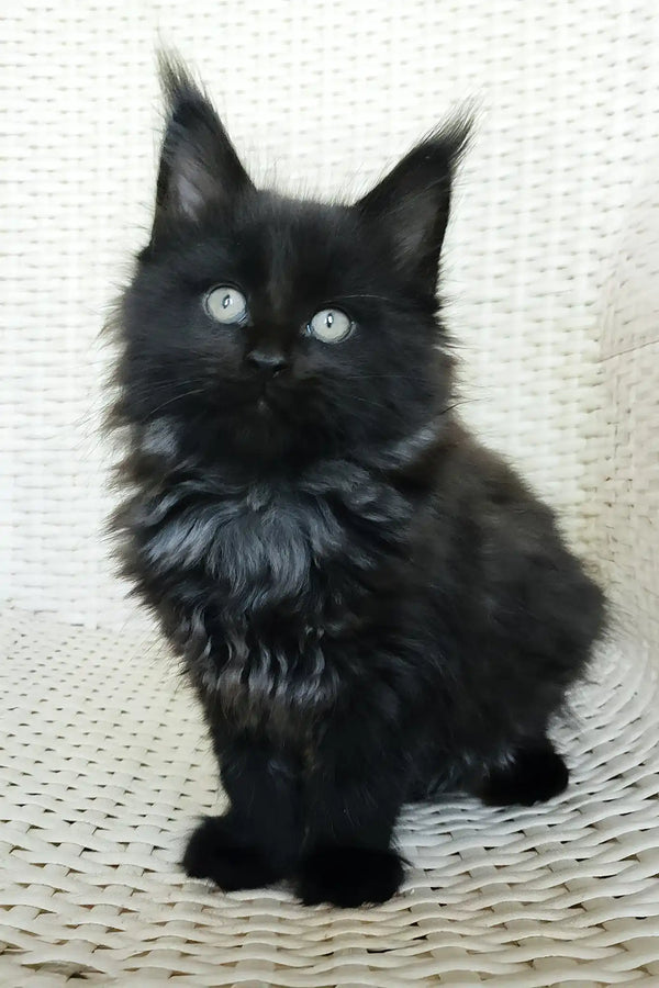 Queen | maine coon kitten