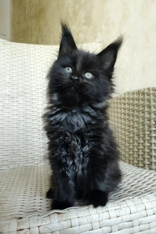 Queen | maine coon kitten