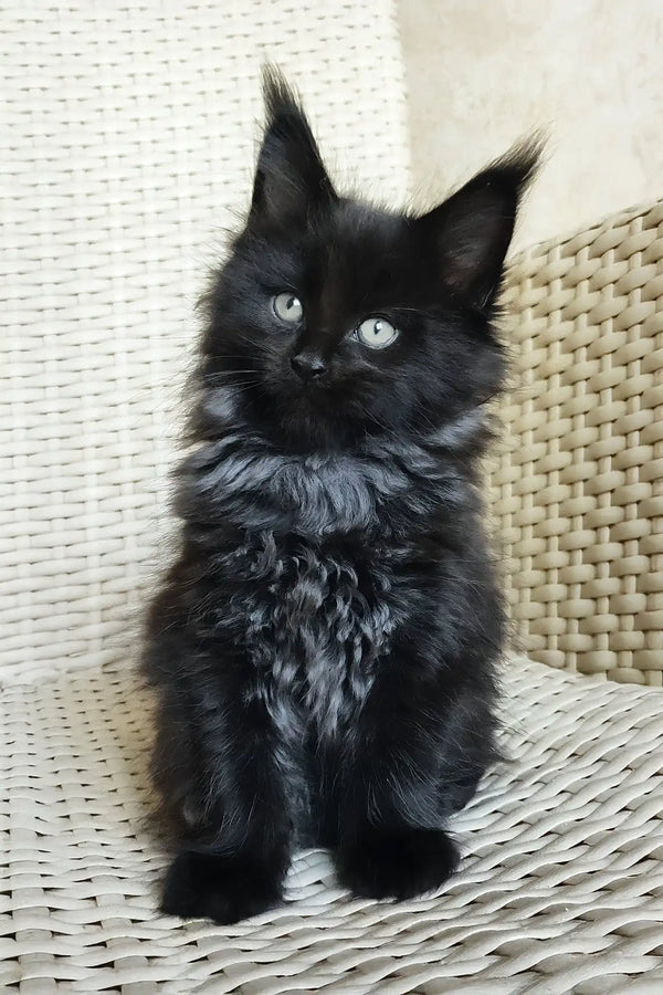 Queen | maine coon kitten