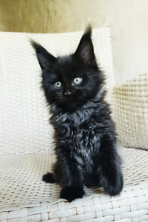 Queen | maine coon kitten