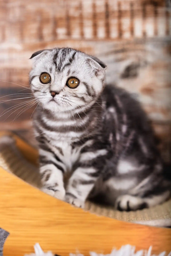 Queen | scottish fold kitten