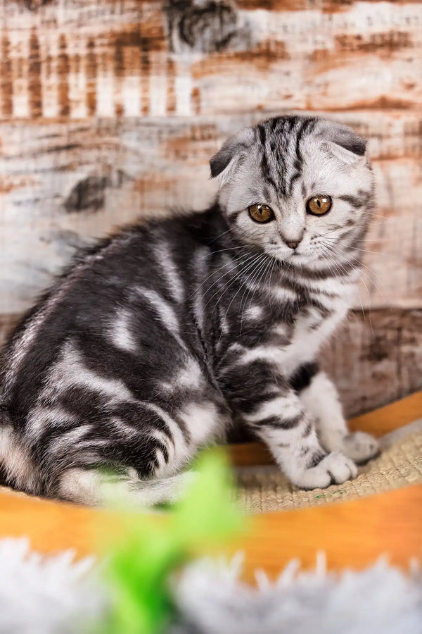 Queen | scottish fold kitten
