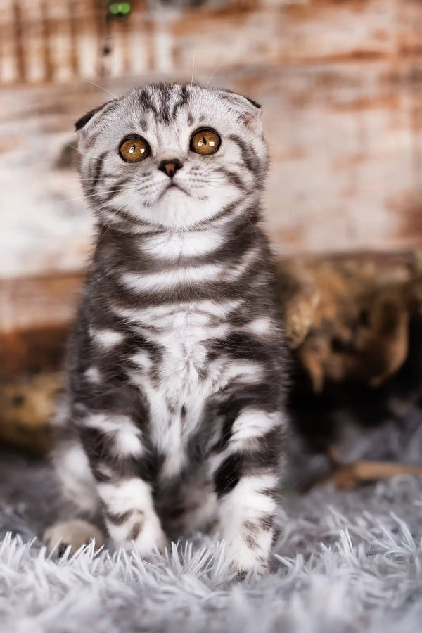 Queen | scottish fold kitten