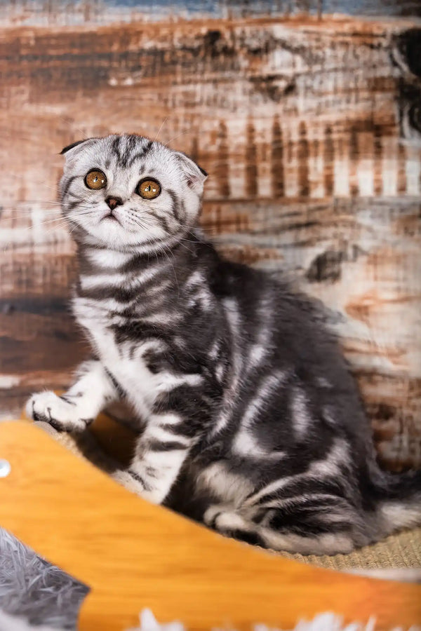 Queen | scottish fold kitten
