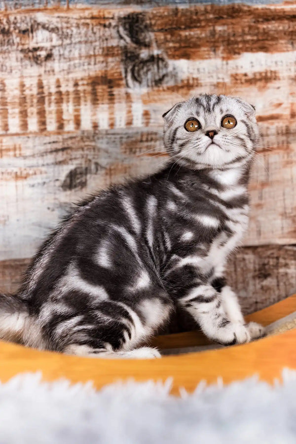 Queen | scottish fold kitten