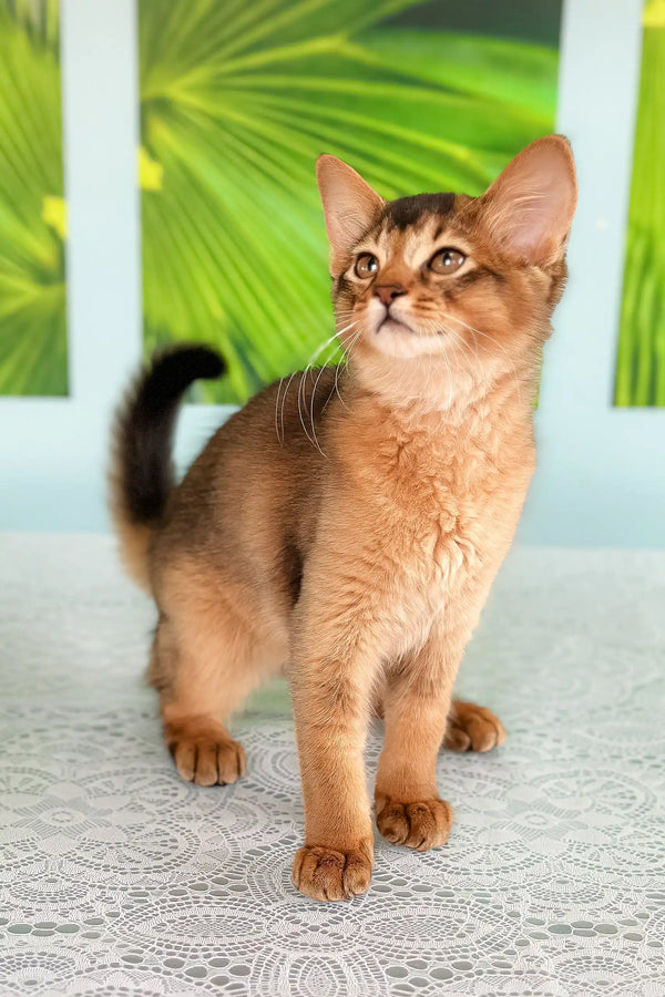 Alert reddish-brown Abyssinian kitten featured in Queen Somali Kitten product