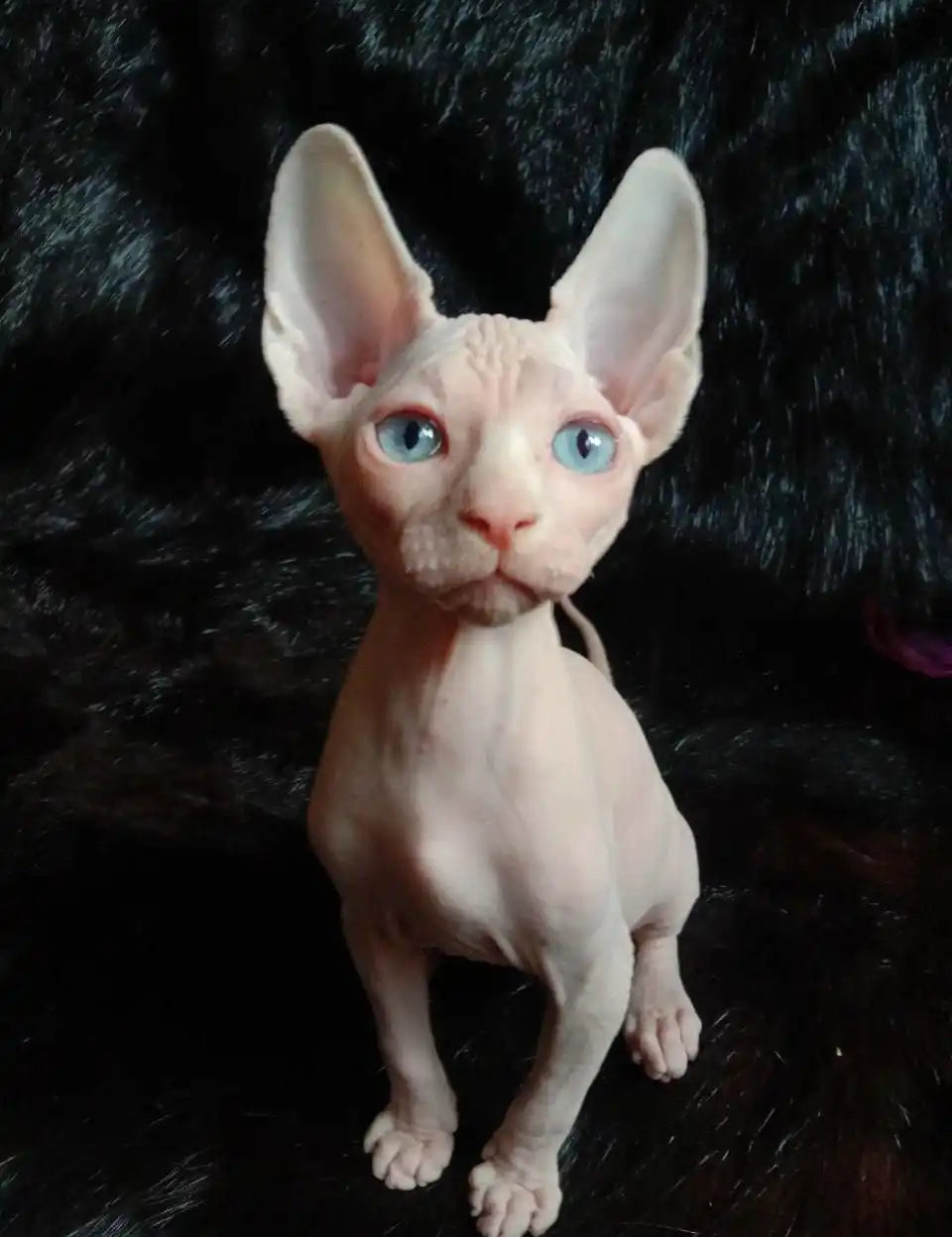 Hairless Sphynx Cats & Kittens for Sale Queen| Kitten