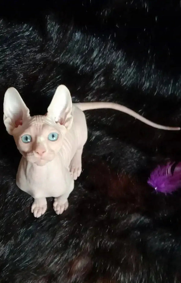 Sphynx Kitten Queen with striking blue eyes and a long tail, ready to meet her curious girl
