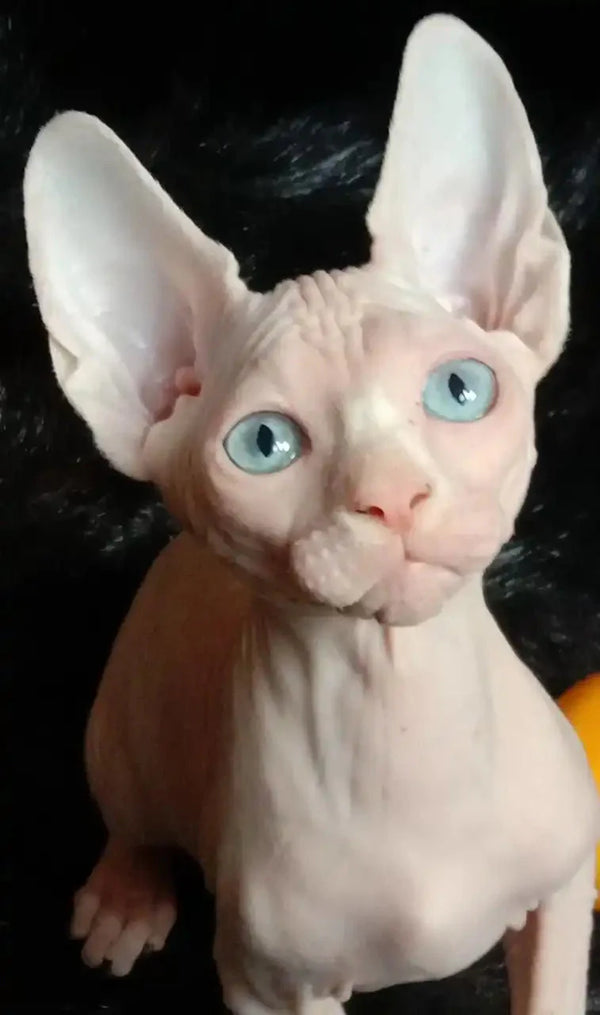 Curious girl meets a charming Sphynx kitten named Queen with big ears and blue eyes