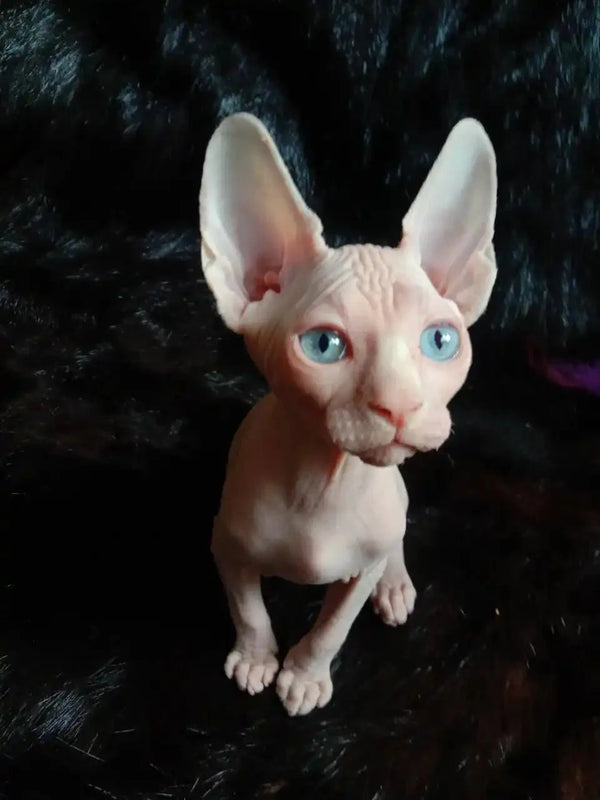 Cute Hairless Sphynx Kitten named Queen, a curious girl with big ears and blue eyes