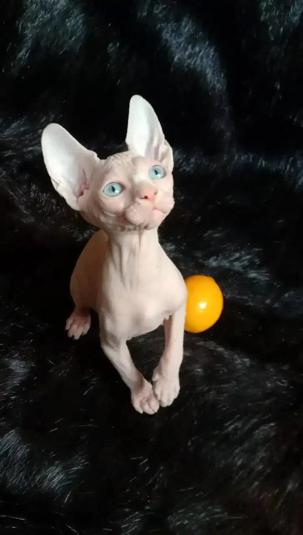 Sphynx kitten Queen with striking blue eyes curious about a yellow ball