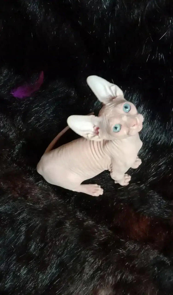 Curious girl meets Queen, a playful Sphynx kitten with big ears and blue eyes