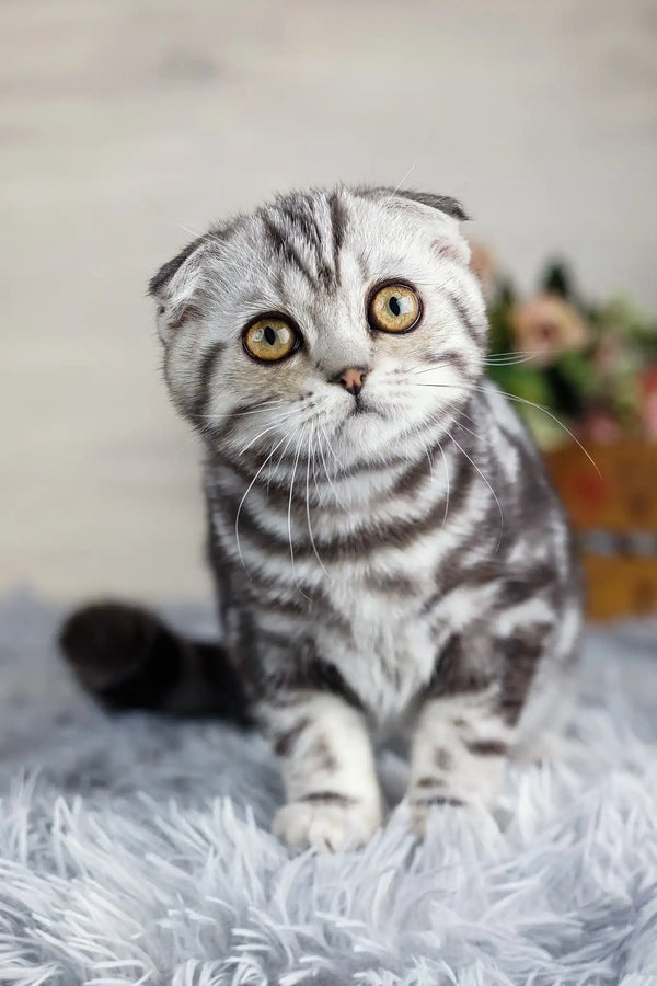 Queenie | scottish fold kitten