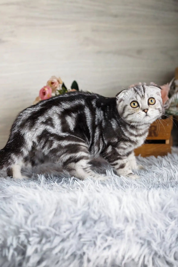 Queenie | scottish fold kitten