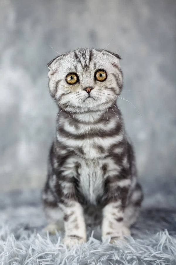 Queenie | scottish fold kitten