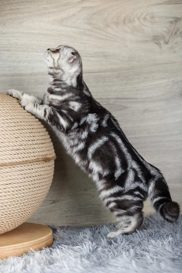 Queenie | scottish fold kitten