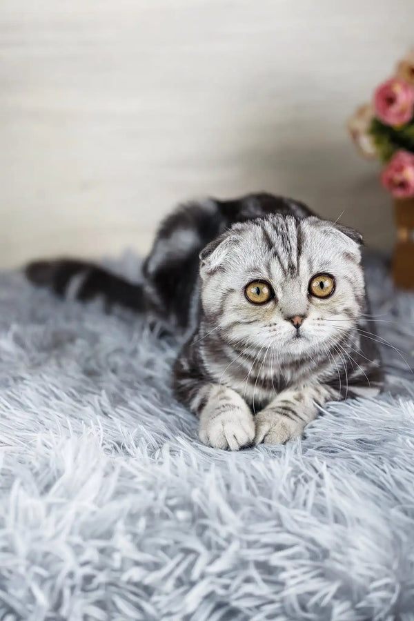 Queenie | scottish fold kitten