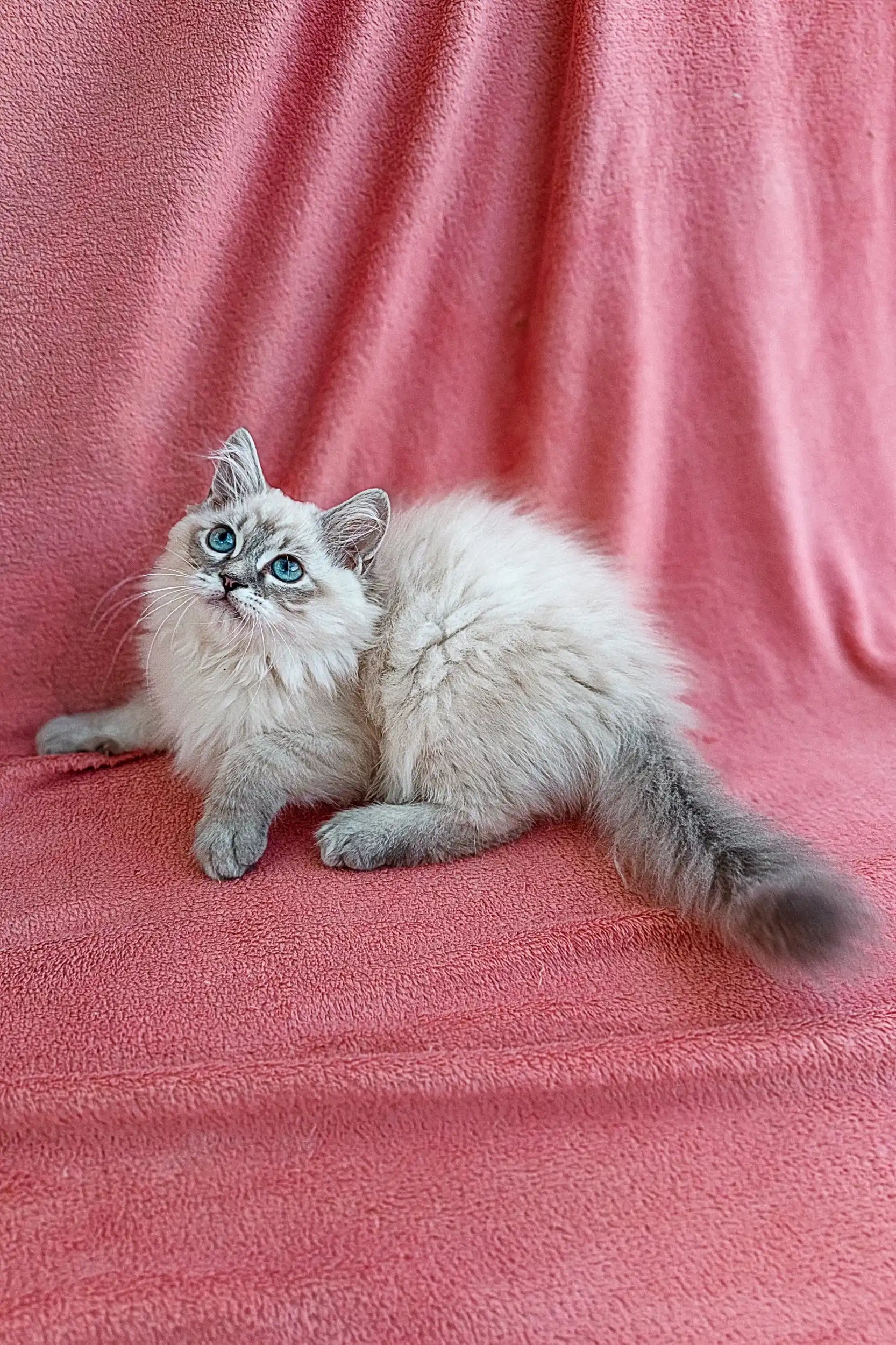 Adopt Quence: Your Playful Siberian Kitten! – Purebred Kitties
