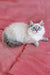 Fluffy white Siberian kitten with blue eyes lounging on a pink surface