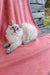 Fluffy gray and white Siberian kitten with blue eyes lounging on pink fabric