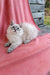 Fluffy white Siberian kitten with blue eyes lounging on pink fabric