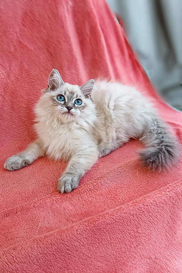 Fluffy white Siberian kitten with blue eyes relaxing on a soft pink surface