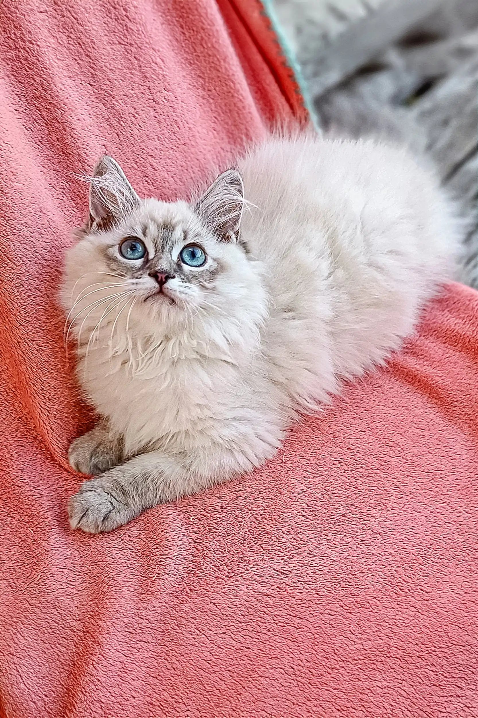 Adopt Quence: Your Playful Siberian Kitten! – Purebred Kitties
