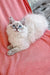 Fluffy Siberian kitten with blue eyes relaxing on pink fabric, super adorable!