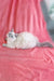 Fluffy Siberian kitten with blue eyes lounging on pink fabric surface