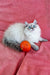 Fluffy white Siberian kitten with blue eyes playing next to an orange ball