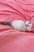 Fluffy white and gray Siberian kitten with blue eyes lounging on pink fabric